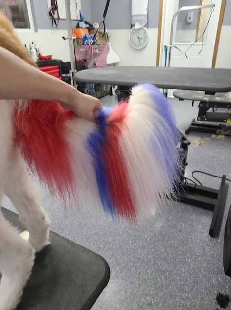 Dog’s tail dyed to look like red, white, and blue stripes. Dyed Dog Tail, Dog Halloween Hair Dye, Dog Dyed Fur, Poodle Hairstyles, Creative Dog Grooming Dyes, Dog Hair Dye, Poodle Dyed Fur, Dog Dye, Grooming Ideas