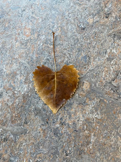 Random Heart Shaped Things, Things Shaped Like Hearts, Heart Shaped Things, Heart Shaped Leaf, Idaho State University, Black Roses Wallpaper, Heart In Nature, Heart Leaf, I Carry Your Heart