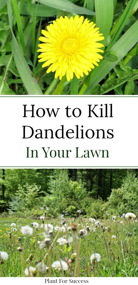 Dandelions, and other lawn weeds can destroy your grass. Check out this guide on how to get rid of dandelions as well as other broad leaf weeds. #dandelionsinlawn How To Harvest Dandelion, How To Kill Dandelions In Lawn, Dandelion Properties, Get Rid Of Dandelions, Dandelion Facts, Lawn Weeds, Kill Weeds Naturally, Dandelion Plant, Weeds In Lawn