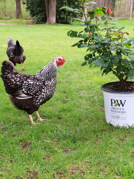 A chicken standing next to a Reminiscent Coral Rose, one of the chicken safe shrubs that is mentioned in this article. Plants To Plant Around Chicken Coop, Chicken Friendly Landscaping, Chicken Friendly Plants, Chicken Safe Plants, Chicken Run Plants, Plants For Chicken Run, Shade For Chickens, Plants For Chickens, Beginner Garden