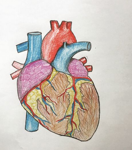 Easy Heart Diagram, Human Heart Diagram, How To Draw Human, Heart Diagram, Draw Human, Human Drawing, Human Heart, Thanks For Watching, Easy Drawings