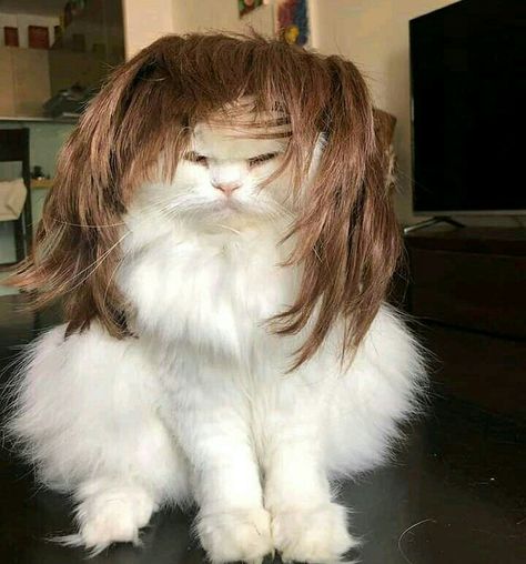 Cat With Bangs, Dreams Core Aesthetic, Bruh Moment, Bangs Wig, Costume Patterns, Meow Meow, + Core + Aesthetic, Angelina Jolie, Cat Memes