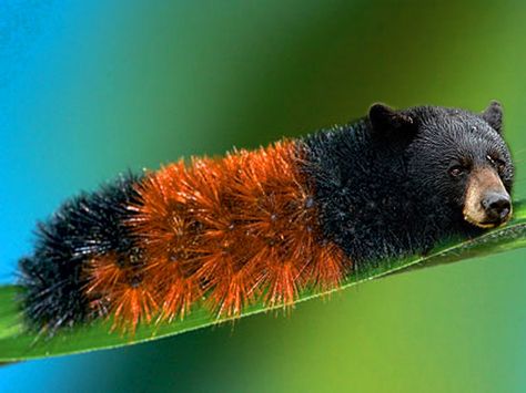 wooly bear Wooly Caterpillar, Persimmon Seeds, Wooly Bear Caterpillar, Woolly Bear, Garden Bugs, Beautiful Bugs, Weather Report, Bugs And Insects, Bear Art