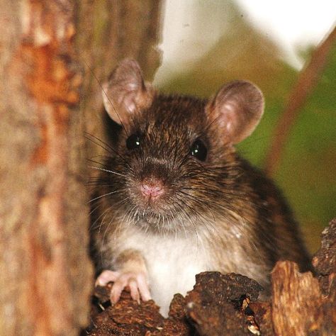 Brown rat  by Tony Challis Rat Photos, Brown Rat, Willow Tree, Print Advertising, Us Images, Rats, Live Action, Wall Art Prints, Cute Animals