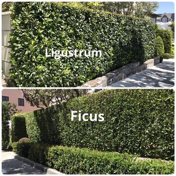 Shrubs As Privacy Fence, Ficus Trees Outdoor, Wax Leaf Privet Hedge, Ficus Tree Outdoor Landscape, Hedge In Planter Boxes, Privacy Green Wall, Boxwood Fence Hedge, Garden Hedges Ideas Front Yards, Metal And Brick Fence