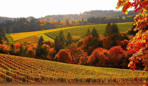 bella_vida_oregon Oregon Vineyards, Oregon Fall, Oregon Wineries, Oregon Wine Country, Oregon Life, Oregon Vacation, Willamette Valley, Oregon Travel, Oregon Usa