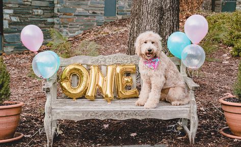 Dog 1st Birthday Photoshoot Ideas, Dog 1st Birthday Photoshoot, Dog First Birthday Pictures, Dog 1 Year Birthday Photo, Diy Dog Birthday Photoshoot Ideas, Dog Birthday Photoshoot Outside, Dog Birthday Ideas Pictures, Dog Birthday Photoshoot, Dog Birthday Pictures