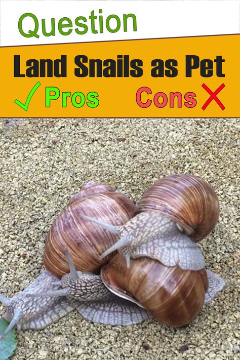 Land Snail Terrarium, Pet Snails Terrarium, Snail Enclosure Ideas, Pet Snail Terrarium, Giant Snails, Snail Image, Giant African Land Snails, Snail Tank, Giant Snail