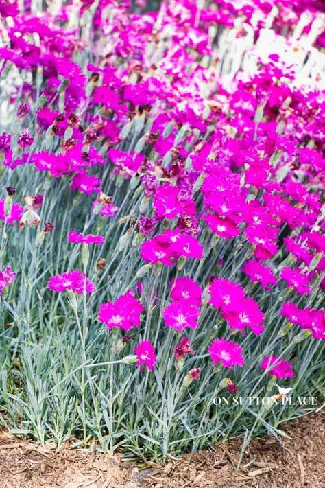 Hardy Plants | The DIY Gardener's Guide Part 2 | On Sutton Place Dianthus Perennial, Easy Perennials, Perennial Flowers, Sutton Place, Low Maintenance Garden, Rain Garden, Late Spring, Hardy Perennials, Hardy Plants