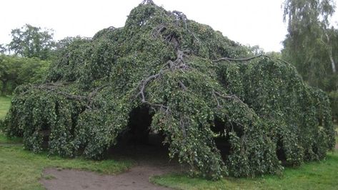 Weeping beech - Alchetron, The Free Social Encyclopedia Weeping Trees, Beach Tree, Fagus Sylvatica, Flowering Bushes, Hyde Park London, Beech Tree, Aloe Plant, New Roots, Tree Hugger