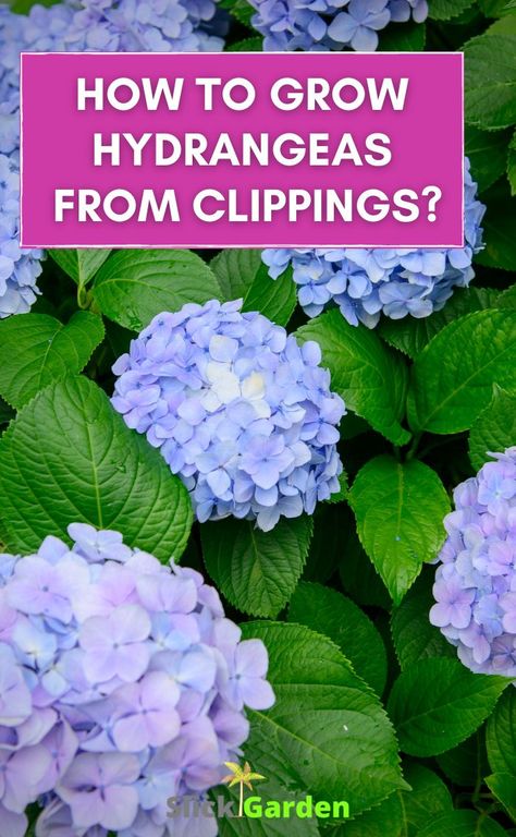 How To Start Hydrangeas From Clippings, How To Start Hydrangeas From Cuttings, Starting Hydrangeas From Cuttings, Propagate Hydrangea From Leaves, Propagate Hydrangea In Water, How To Split Hydrangeas, Hydrangea In Containers, Growing Hydrangeas From Clippings, Propagate Lilac Bush From Cuttings