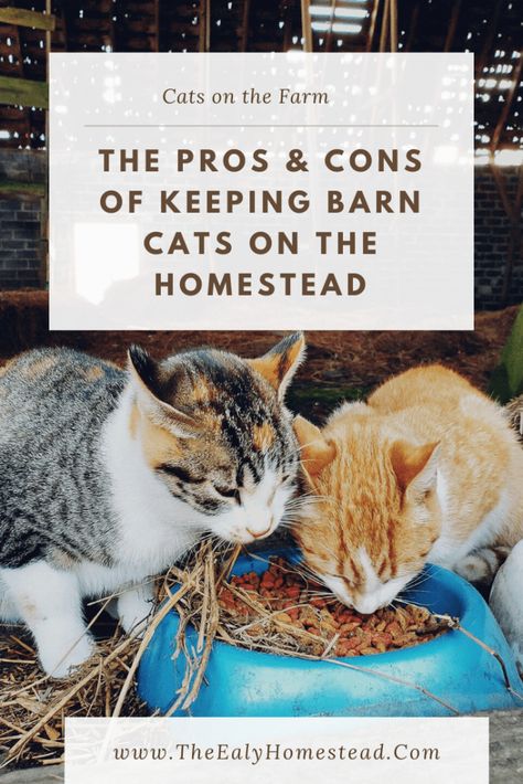 Farm Cat Shelter, Barn Cats Care, Barn Cat House, Wyoming Homestead, Small Animal Barn, Homestead Organization, Tnr Cats, Farm Cat, Dream Homestead