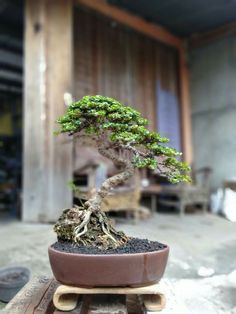 Bonsai Sancang Mame, Bonsai Sancang, Bonsai For Beginners, Bonsai Indoor, Bonsai Mame, Bonsai Fruit Tree, Bonsai Mini, Jade Bonsai, Bonsai Forest