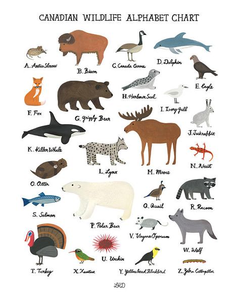 Canadian Wildlife Alphabet Chart Extra Knowledge, Canada Wildlife, Canadian Animals, North American Animals, College Nursing, Alphabet Chart, Watercolor Patterns, Canadian Wildlife, Canada Eh