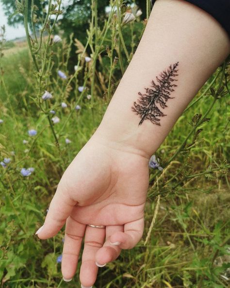 Forearm Pine Tree Tattoo, Balsam Tree Tattoo, Maine Pine Tree Tattoo, Eastern White Pine Tattoo, White Pine Tattoo, Ponderosa Pine Tattoo, Spruce Tree Tattoo, Cedar Tree Tattoo, Maine Tattoos