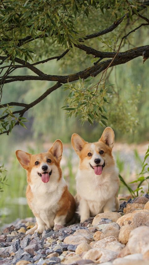 Corgi Wallpaper, Corgi Breeds, Cute Corgi Puppy, Cute Dog Wallpaper, Corgi Art, Corgi Funny, Cute Dog Photos, 강아지 그림, Cute Dog Pictures