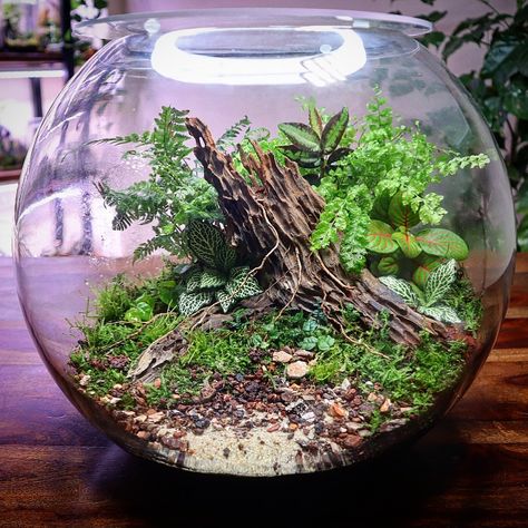 Fish Bowl Terrarium. Check out the build video on YouTube #terrarium #fishbowl #nature #scape #urbannemophilist #instagood Fish Bowl Terrarium, Fishbowl Terrarium, Bowl Terrarium, Nature Scape, Glass Fish Bowl, Fish Bowl, Miniature Garden, Fish Tank, Terrarium