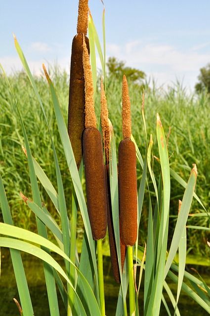 4 Ways to Use the Incredible Cattail for Survival - Off Grid World Cattail Plant, Typha Latifolia, Survival Supplies, Wild Edibles, Survival Food, Wilderness Survival, Wild Food, Wild Plants, Edible Plants