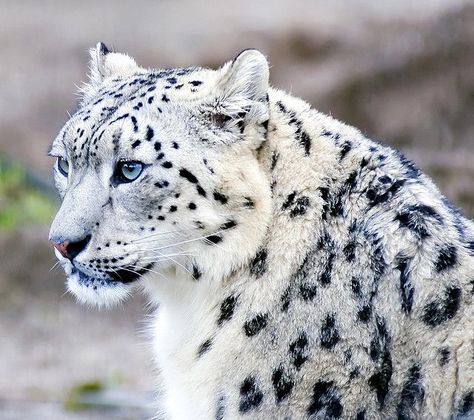 Snow Leopard Pictures Only | Snow Leopard Pictures Only | Female Snow Leopard - a photo on ... Animal Light, Leopard Wall, Wild Animals Pictures, Black Snow, Cheetahs, Snow Leopard, Wild Animal, Alam Yang Indah, Leopards