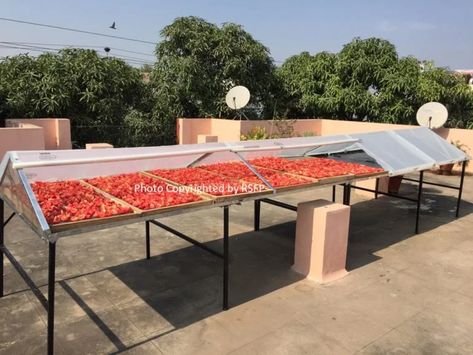 22-YO Invents Solar Dryer To Help Boost Farmer Incomes! Solar Tunnel, Solar Food Dehydrator, Solar Dryer, Growing Stevia, Solar Dehydrator, Fruit Dryer, Food Dryer, Food Wastage, Solar Collector