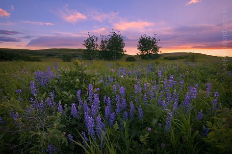 Purple Sunset Desktop Wallpaper, Nature Desktop, Southern Alberta, Laptop Wallpapers, Lavender Haze, Computer Wallpaper Desktop Wallpapers, Purple Sunset, Desktop Wallpaper Art, Mac Wallpaper