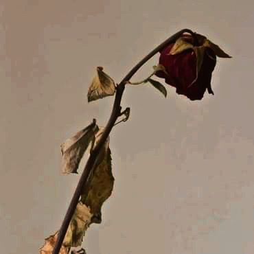 Wilting Rose Aesthetic, Wilted Rose Aesthetic, Withered Rose Aesthetic, Monique Gibeau Rtc, Wilting Rose, Noel Gruber, Wilting Flowers, Wilted Rose, Withered Rose