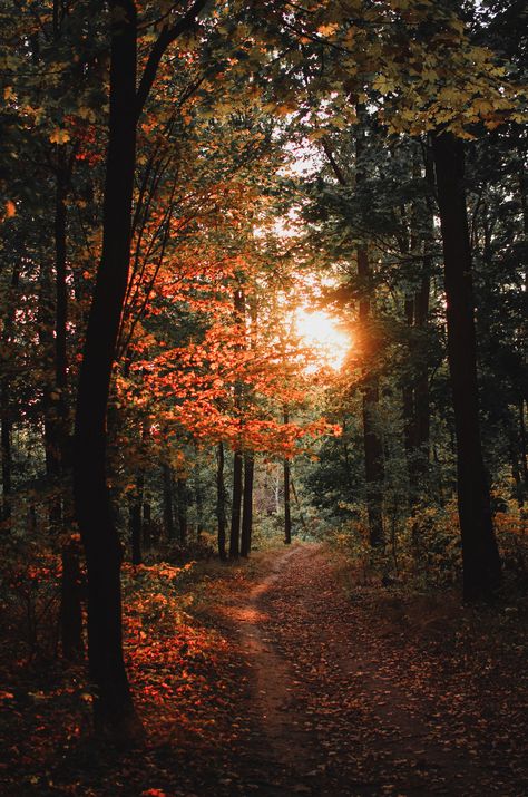 Wallpapers Flowers, Trees In The Forest, Autumn Woods, Forest Camp, Forest Light, Nikon D5100, Enchanted Wood, Fall Beauty, Forest Photos