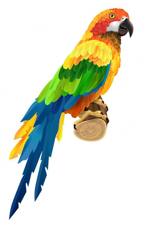 Beautiful colorful parrot on twig. bird,... | Free Vector #Freepik #freevector #brochure #poster #label #card Parrot Clipart, Fashion Sale Poster, Parrot Flying, Business Brochure Design, Bird Free, Colorful Parrots, Bird Supplies, Bird Drawings, Brochure Design Template