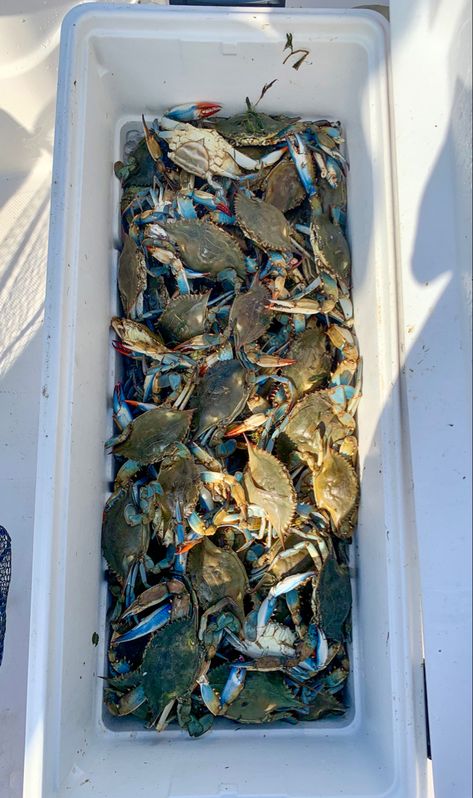 #crabs #crabtraps #seafood Raw Crab, Samoan Food, Crab Boil, Crab Fishing, Blue Crab, Beautiful Sea Creatures, Fresh Fish, I Want To Eat, Fish And Seafood