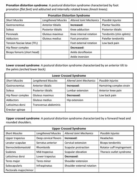 Ace Study, Ace Fitness, Human Muscle Anatomy, Straight Leg Raise, Nasm Cpt, Basic Anatomy And Physiology, Body Action, Fitness Facts, Muscle Imbalance