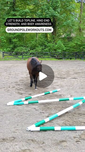 Kara O'Laughlin, LAMP on Instagram: "Develop your horse’s coordination, stifle stability, topline, and core with one of my favorite exercises from the GROUND POLE WORKOUTS program! Don’t forget to grab this amazing conditioning program for 40% OFF with our intro pricing! Your ticket to a stronger, healthier horse!  . #equestrian #equinephysio #equinemassage #equinebodywork #groundpoles #groundpoleworkouts #equinebiomechanics #showjumping #hunterjumper #dressage #eventing #equitation #reining #trailhorse #younghorsetraining #paarden #cheval #pferd #häst" Horse Jumping Exercises, Equine Massage, Healthy Horses, Horse Exercises, Workout At Work, Horse Equipment, Body Awareness, Horse Health, Horse Equestrian