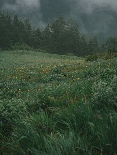 Forest Entrance, Dark Naturalism, Rainy Sunday, Dark Nature, Dark Green Aesthetic, Dark Paradise, Arte Inspo, Pretty Photos, Dark Forest