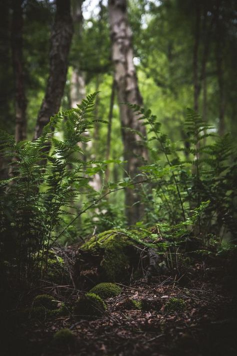 HUGE SALE - 25 sticks of Handcrafted Earth Based Incense Forest Floor, Walk In The Woods, Outdoor Wood, + Core + Aesthetic, Magical Forest, Dark Forest, Enchanted Forest, Green Aesthetic, Beautiful Landscapes