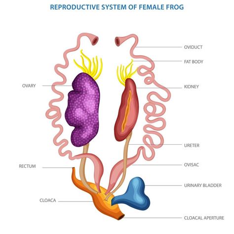 Male And Female Reproductive System, The Reproductive System, Excretory System, Female Reproductive System, Reproductive System, Cityscape Photos, Logo Banners, Photo Template, Best Friends Photos