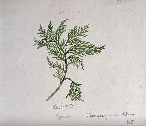 Hinoki cypress (Chamaecyparis obtusa): branch with leaves. Watercolour by S. Kawano. | Wellcome Collection Cypress Branch Tattoo, Cypress Tattoo, Europe Tattoo, Cypress Leaves, Chamaecyparis Obtusa, Branch With Leaves, Hinoki Cypress, Restaurant Identity, Creative Aesthetic