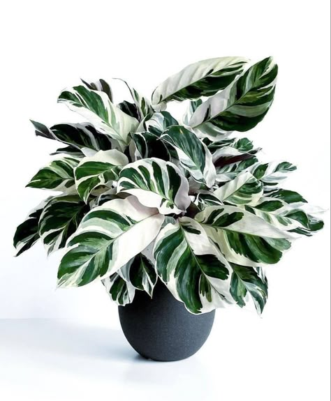 Calathea White Fusion, Cat Friendly Plants, Anthurium Plant, Plant Goals, Calathea Plant, Prayer Plant, House Plants Decor, House Plants Indoor, Pretty Plants