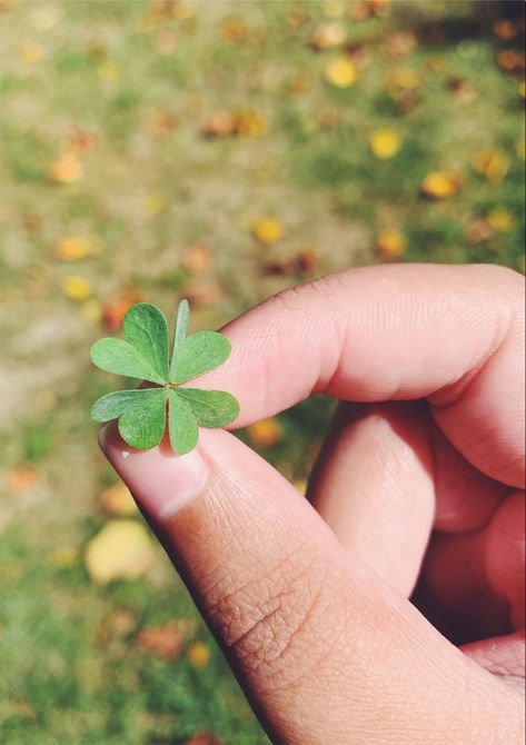 4 Leaf Clover Aesthetic, Four Leaf Clover Aesthetic, 4 Leaves Clover, Olivia Core, Triple Trouble, Clover Field, Book Edits, Clove Leaf, March Birthday