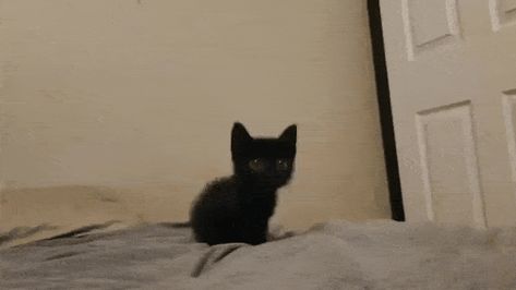 Wholesome Animals, Toro Inoue, Cut Animals, Amazing Gifs, Banner Gif, Kitten Gif, Black Kitten, Cat Icon, Silly Cats