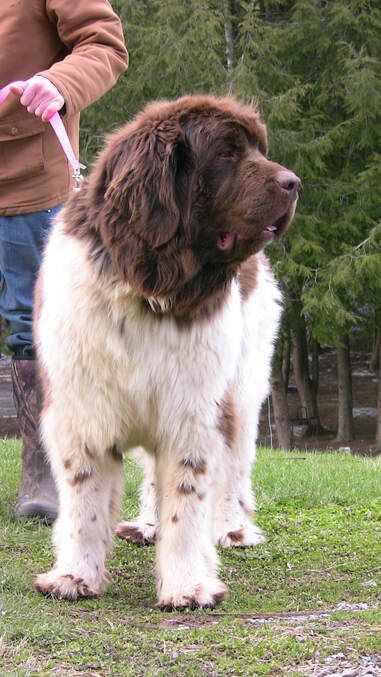 Color Chart - MOORE FAMILY NEWFOUNDLANDS & MORE Brown Newfoundland Dog, Landseer Dog, Big Dog Breeds, Types Of Coats, Newfoundland Dog, St Bernard, Types Of Dogs, Water Dog, Great Pyrenees