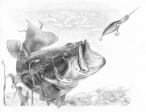 "Largemouth Bass" Graphite Pencil on paper, 10.25" x 15" (actual drawing size, unmatted) Sorry, this original has been sold and is no longer available for purchase - but digital prints are still av... Small Mouth Bass Drawing, Different Fish Drawing, Fishing Drawings, Fishing Drawing, Bass Fishing Tattoo, Bass Fishing Pictures, Fishing Freshwater, Fishing Hacks, Fish Sketch