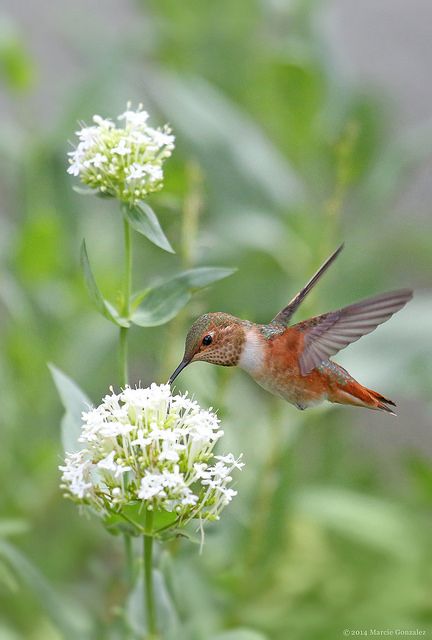 Hummingbird Butterfly Park, Pretty Birds, Good Afternoon, Colorful Birds, Mega Man, Little Birds, Bird Watching, Bird Feathers, White Flower