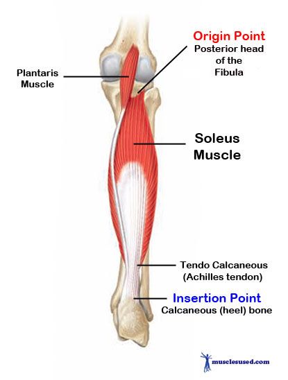 Soleus Muscle Anatomy, Insertion And Origin Of Muscles, Plantaris Muscle, Massage Anatomy, Lower Limb Muscles, Soleus Muscle, Gastrocnemius Muscle, Message Therapy, Head Muscles