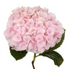 Insight on Flower Availability | Mayesh #weddings #floraldesign #florals #blooms #flowers #weddingflowers #weddingflorals #eventflowers #eventflorals #eventdesign #weddingmenu #greenery #weddingdesign #personalization #blushflowers #blushblooms Light Pink Hydrangea, Pink Images, Pink Hydrangea, Blush Flowers, Event Flowers, Blog Planner, Wedding Menu, Green Thumb, Event Design