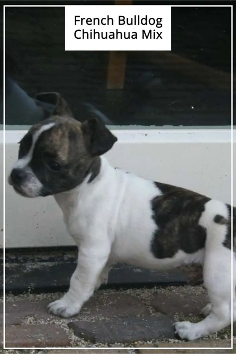 Here you can find breed information on the French Bullhuahua which is a mixed breed that is made up of a French Bulldog and a Chihuahua. #frenchbulldogchihuahua #frenchbullhuahua French Bullhuahua, Chihuahua Mix Puppies, French Bulldog Mix, Puppy Proofing, Hybrid Dogs, Chihuahua Mix, Dog Rules, French Bull, Mixed Breed