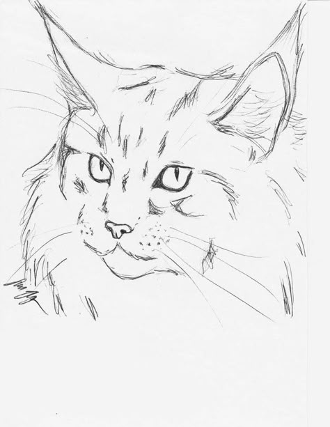 Maine Coone Cat Drawing, Maine Coone Drawing, Cats Sketch, Cat Sketches, Cats Art Drawing, Cat Paintings, Cat Sketch, Drawing Faces, Ink Ideas