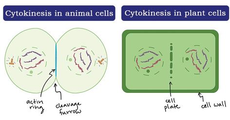 Last Updated on August 30, 2020 by Sagar AryalCytokinesis Definition Cytokinesis is a physical process of cell division, that normally takes place after mitosis. Cytokinesis is the physical division of the cell cytoplasm, the cell membrane, and cell organelles in eukaryotic cells to produce two distinct cells at the end of the cell cycle in ... Read more Cytokinesis- Definition and Process (in animal and plant cells) The post Cytokinesis- Definition and Process (in animal and plant cells) appear Microbiology Notes, Mitosis And Meiosis, Gap Junction, The Cell Cycle, Plant Cells, Plant And Animal Cells, Cell Organelles, Eukaryotic Cell, Plasma Membrane