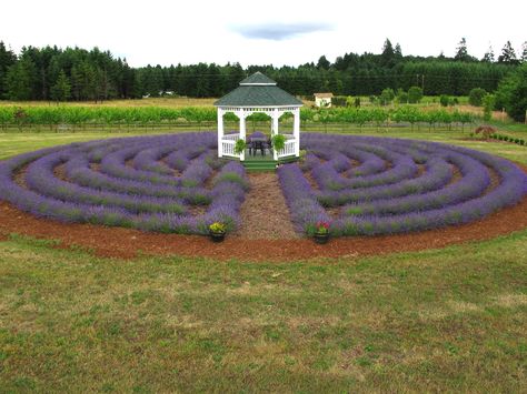 TeBri Vineyards.  "We planted our labyrinth in the Spring of 2009 with local Oregon Buena Vista lavender.  The labyrinth is in a ceremonial style, featuring a dual entryway and mirrored walking paths meeting at the center with a unified exit path.  In the center of the labyrinth, we are building a 14 foot wide gazebo to enjoy a glass of TeBri or a spot of tea, all the while listening to the poetic hum of our ancient ally, the honey bee. " Maze Garden, Labyrinth Garden, Zen Rock Garden, Labyrinth Design, Prayer Garden, Gothic Garden, Lavender Garden, Moon Garden, Lavender Farm