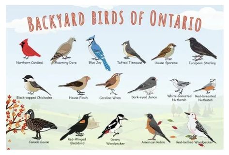 Ontario Birds, Ontario Winter, Childcare Ideas, Bird Identification, Autumn Weather, Black Capped Chickadee, House Sparrow, Rare Species, Bird Poster