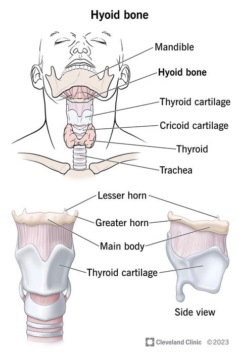 Hyoid Bone, Throat Pain, Radiation Exposure, Cleveland Clinic, Shortness Of Breath, Wait What, Body Systems, Head And Neck, Neck Pain