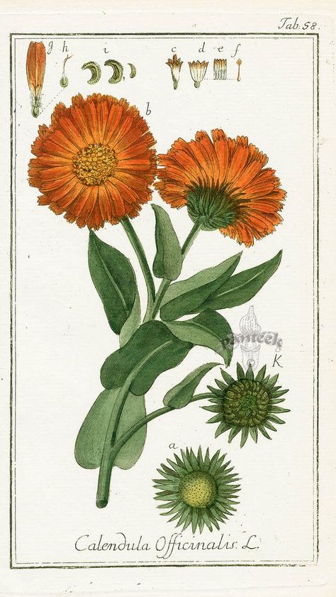 Organic Calendula looks beautiful, as seen in this botanical drawing! Highly antibacterial, it also soothes skin inflammation and has an ability to brighten skin and protect from blemishes.Get your fill inside this cream > Calendula Tattoo, Calendula Officinalis, Tattoo Zeichnungen, Antique Botanical Print, Calendula Flower, Illustration Botanique, Botanical Tattoo, Scientific Illustration, Botanical Drawings